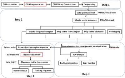 Whole-Genome Sequencing: An Effective Strategy for Insertion Information Analysis of Foreign Genes in Transgenic Plants
